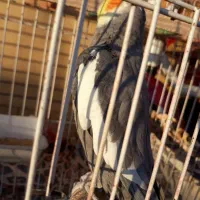 عروس هلندی نر|پرنده|اهواز, بهارستان|دیوار