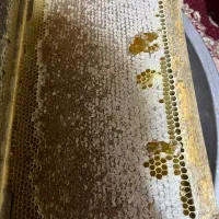 عسل طبیعی زاگرس
