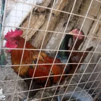 مرغو خروس