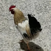 خروس خوش صدا
