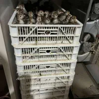 فروش جوجه یکروزه بوقلمون برنز سینه پهن سنگین وزن|حیوانات مزرعه|بابل, |دیوار