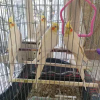 عروس هلندی|پرنده|مراغه, |دیوار