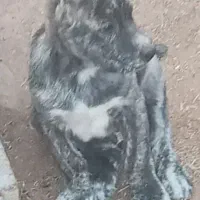 سگ توله خراسان افغان نگهبان