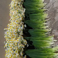 گل نررگس خفر فارس