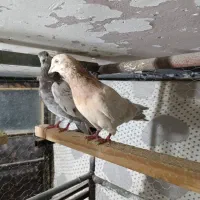 چهار تا کفتر خوب