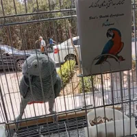 کاسکو با شناسنامه کلام بالا|پرنده|اصفهان, عطار نیشابوری|دیوار