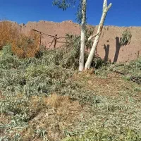 خرید چوب وبرش زدن درخت‌های مزاهم