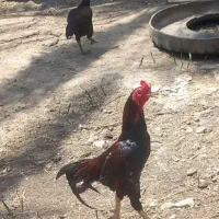 مرغ|حیوانات مزرعه|میناب, |دیوار