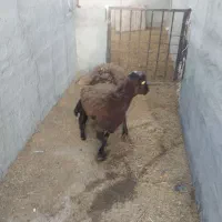 میش با بره|حیوانات مزرعه|رباط‌کریم, رباط‌کریم|دیوار