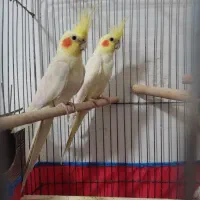 عروس هلندی لوتینیو تاج پرنسسی