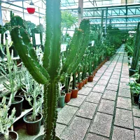 گل و گیاه طبیعی|گل و گیاه طبیعی|پاکدشت, پاکدشت (مامازند)|دیوار