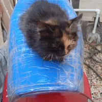 گربه بازیگوش|گربه|کارون, |دیوار