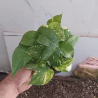 گل و گیاه پتوس