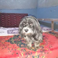 سگ گم شده در شهرک انقلاب