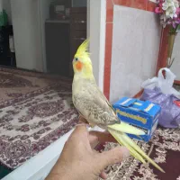 عروس هلندی ماده ( رام و دستی ) با قفس بزرگ|پرنده|بهارستان, |دیوار