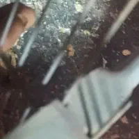 معاوضه قناری یافروش