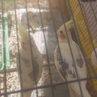 فروش فوری عروس هلندی سه جفت برشت جوجه دادن|پرنده|هشتگرد, هشتگرد قدیم|دیوار