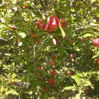 آگهی استخدام