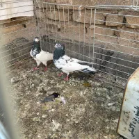 کفتر پاکستانی|پرنده|یزد, |دیوار