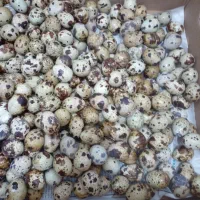 حراج تخم بلدرچین|خوردنی و آشامیدنی|قشم, |دیوار