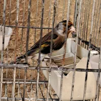 سهره قناری نقش|پرنده|ری, سیزده آبان|دیوار