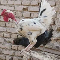 جوجه گلین|حیوانات مزرعه|یزد, |دیوار