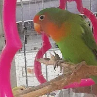 کوتوله برزیلی|پرنده|طرقبه, |دیوار