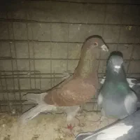 کفتر یا کبوتر