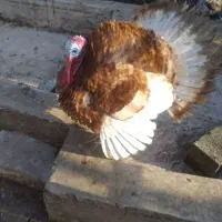 بوقلمون نرمحلی