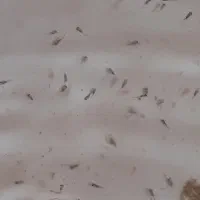 لارو فلاور