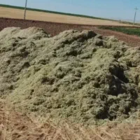 کاه لوبیا سفید