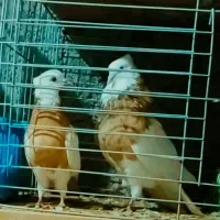 طوقی اصل کرمانشهای