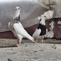 جوجه کفتر