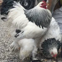 تخم نطفه دار برهما لایت رومانی نطفه ۹۰درصد