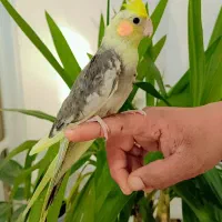 عروس هلندی بالغ سخنگو