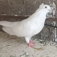 کبوتر پرشی و نقش