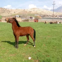 اسب|اسب و تجهیزات اسب‌سواری|خرم‌آباد, |دیوار