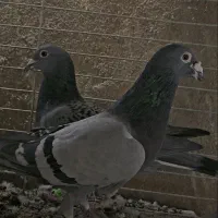 نروماده پلاکی|پرنده|خاش, |دیوار