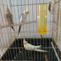 عروس هلندی|پرنده|اصفهان, سپاهان‌شهر|دیوار