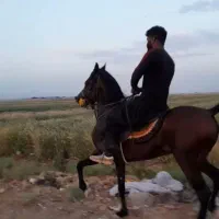 اسب نریان کهرسه نشان|اسب و تجهیزات اسب‌سواری|برخوار, |دیوار