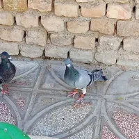 200 پرشی|پرنده|قوچان, |دیوار