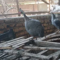 مرغ
