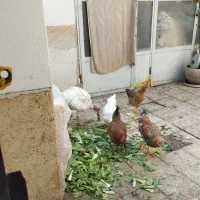 مرغ نیمچه بوقلمون