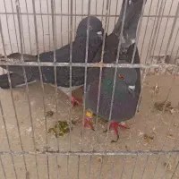 کبوتر