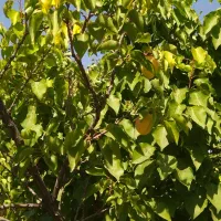 زمین،باغ،آبسرد