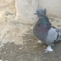 اصفهانی اصیل|پرنده|اصفهان, پوریای ولی|دیوار