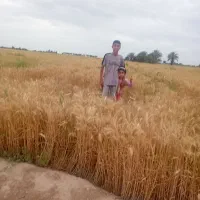 سلام گندم بوجاری شد ۲تن برای فروش نو