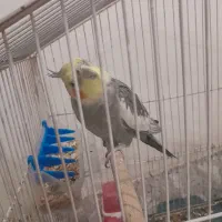 عروس هلندی سینامون