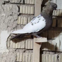 کفتر|پرنده|شیراز, ریاستی|دیوار
