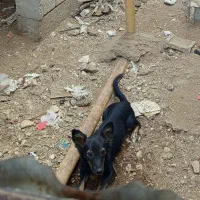 یک عدد سگ بوجی نر|سگ|برازجان, |دیوار